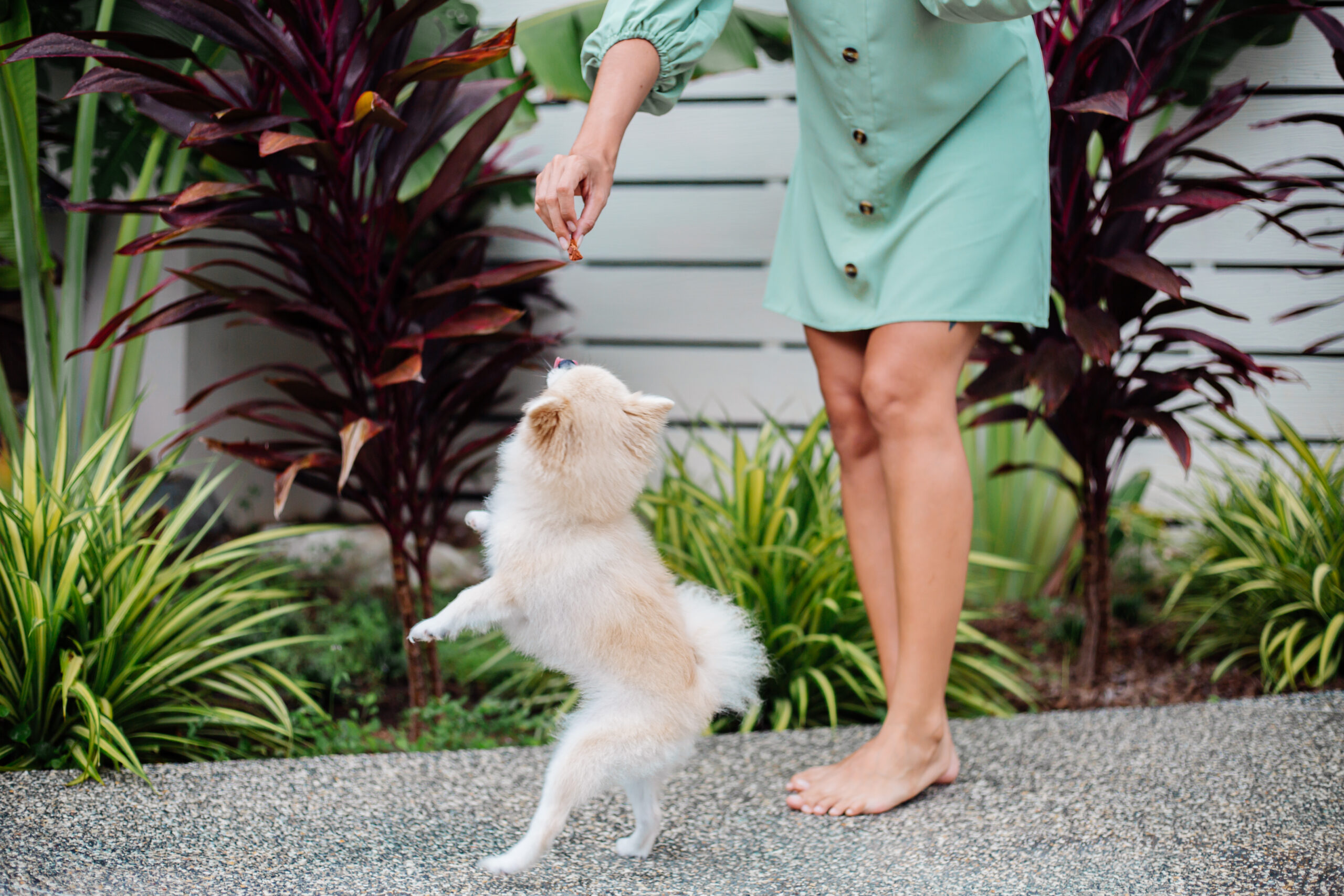 hoeveel beweging heeft een hond nodig